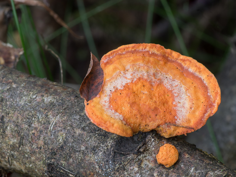 Pycnoporus cinnabarinus